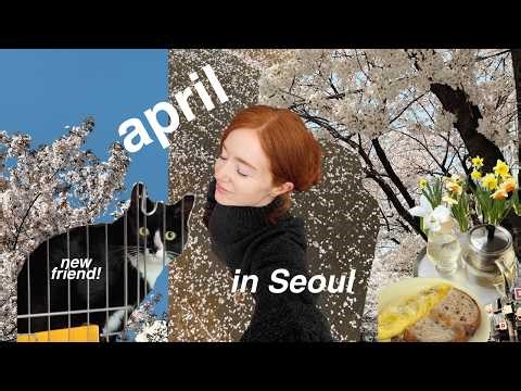 spring in seoul 🌸 i'm a cat mom, cherry blossom mornings, picnic weather in korea