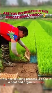 Modern Rice Seedling Technique: Neat and Efficient 🌱