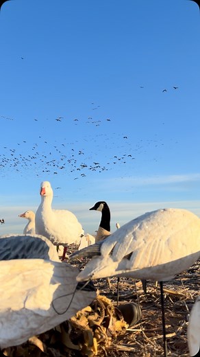 35 reactions | Won’t be long before we are hammering the little geese!! Better get in on the fun. We will be booked out before October this year! November to January dates available !! | Dust Devil Outfitters | Facebook