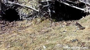 667K views · 11K reactions | The access tunnels to this beaver lodge...