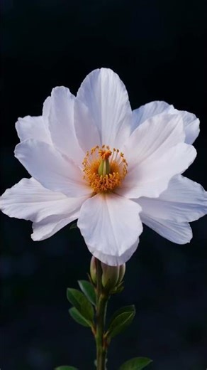This Flower Blooms in Seconds… Unreal 🌸 #bloom #flower #nature #satisfying #timelapse #asmr