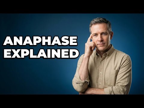 What Are The Key Events Of Mitotic Anaphase?