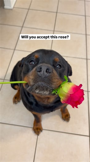 BEAU & BARNEY on Instagram: "Will you accept this rose? 🌹🥹🐻 @beauandbarneyy #puppylove #cutedogsofig #rottweiler #rottweilerpuppy #rottweilerlove"