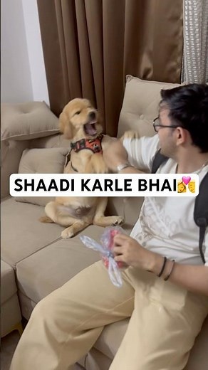 “Noddy Forcing Owner To Get Married 😂 | Funny Dog Voiceover”#ytshorts #funnydog