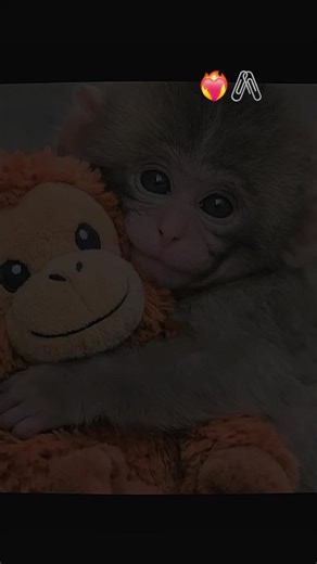 Punch Monkey Plush: Fun with CapCut