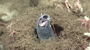 What the Heck is a Hagfish? - Ocean Conservancy