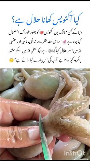 Do People Eat Octopus? 🐙 Wildlife Facts #octopus #naturefacts #wildlife #nature #shorts