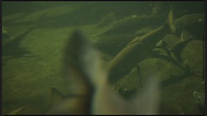 Top Illinois Fishing Lakes, Best Lakes To Fish