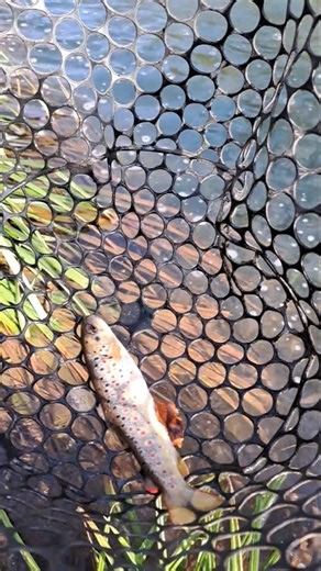 Another small trout... yet again #fishing #fish #fishingvideo #fishingshorts #shorts #short