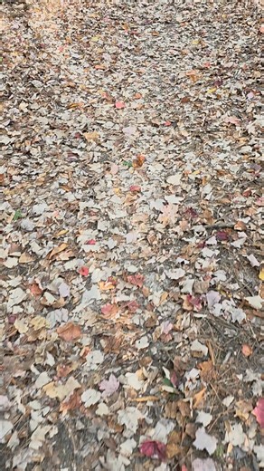 3.1K views · 40 reactions | Fall colors are starting to peak in Oscoda!  What is your favorite hiking spot to take in the autumn views — Highbanks Trail, Iargo Springs, Corsair Trails, or somewhere else? Our color update tomorrow will come from one of your favorite trails, so let us know in the comments! ⬇️ www.Oscoda.com | Oscoda Area Convention & Visitors Bureau | Facebook