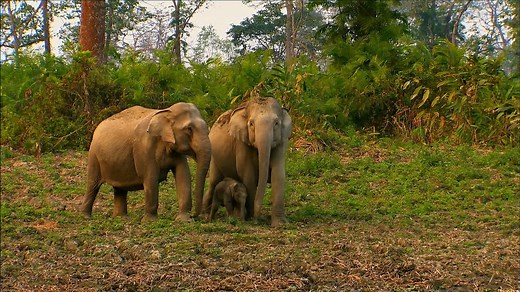 Secrets of Wild India - Elephant Kingdom