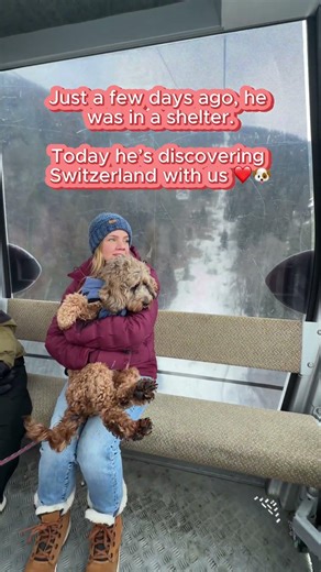 Just Days Ago He Was in a Shelter… Now He’s Exploring Switzerland ❤️🐶🇨🇭