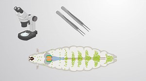 Video: Larval Lymph Gland Dissection: Isolating the Drosophila Hemocyte-Producing Organ - Experiment