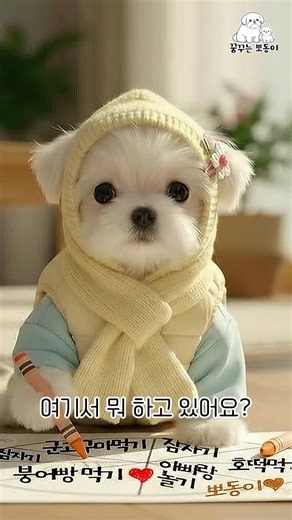 2026년 강아지의 새해 계획표 공개!
