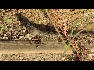 Western Fence Lizard Doing Push-ups