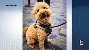 Las Vegas shelter receives at least 2,500 adoption applications for dog abandoned at airport