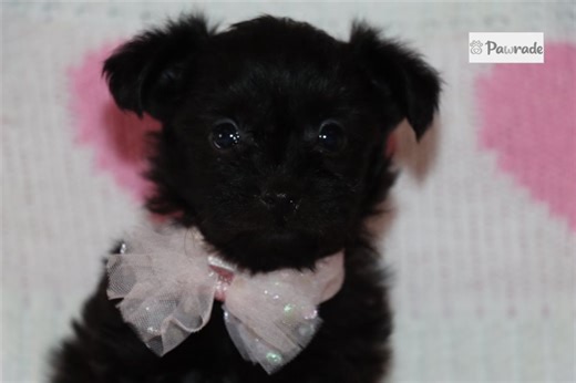 Owen - Yorkiepoo Puppy 6EEC43