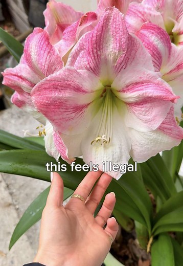 Giant Amaryllis Bloom: A Garden Marvel