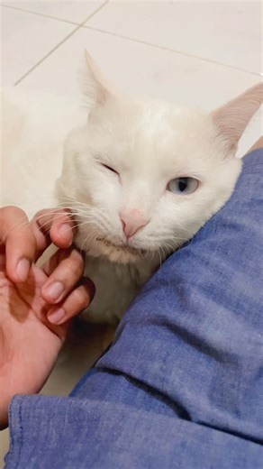 🐾 Moby 🐈 on Instagram: "🎸 multitalent 👀"