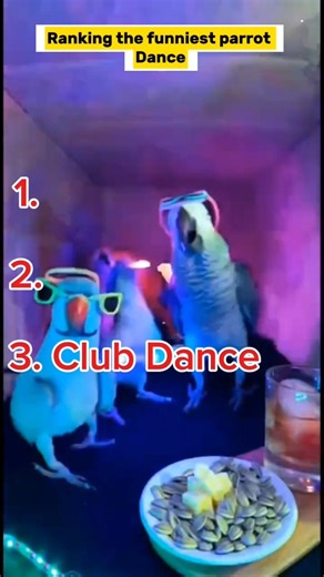 😂 Funniest Dancing Parrots Ever! 🦜💃 | Try Not to Laugh #Shorts #funny #talkingparot