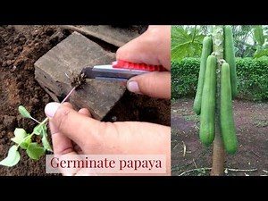 How to germinate papaya from seeds and gender change from male to female