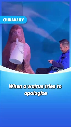 This #walrus felt so guilty after stepping on its keeper that it stuck close to express an apology — only to accidentally bonk its keeper again. #FunChina #China | China Daily