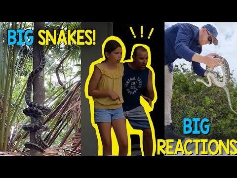 Big Snakes And Big Reactions!