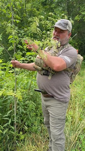 338K views · 4.6K reactions | Be cautious! Poison Hemlock (Conium maculatum), used to execute Socrates, is spreading fast. Learn to identify it by purple blotches, hairless stems, and rank smell. Ingesting any part is toxic. We must clean our tools after contact. #PoisonHemlock #ToxicPlants #PlantIdentification #ConiumMaculatum #NatureSafety #WildernessSurvival #DangerousPlants #OutdoorSafety #PlantToxicity #Hemlock #CraigCaudill #NatureRelianceSchool | Nature Reliance School | Facebook