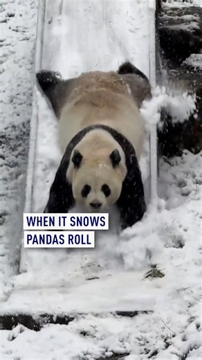 A heavy snowfall swept across northern China this week, turning snow-covered zoos into a winter wonderland—especially for giant pandas. Slides became irresistible, and the pandas simply couldn’t get enough. In Luoyang, Henan Province, Ling Yan was completely enchanted by the snow, happily playing in the white fluff. Meanwhile in Beijing, Meng Lan turned up the energy, rolling and tumbling in the snow more than ever. Winter joy, panda-style. #Panda #China #Snow | CGTNEurope
