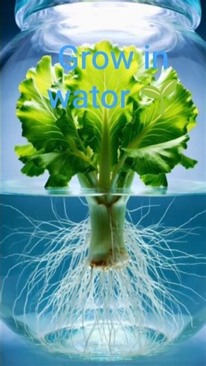 Romaine Lettuce growth in Wator🌱 #romainelettuce #shortsfeed #vairalvideo