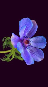 1.9K views · 175 reactions | 헔헻헲헺헼헻헲 Anemone is a genus of flowering...