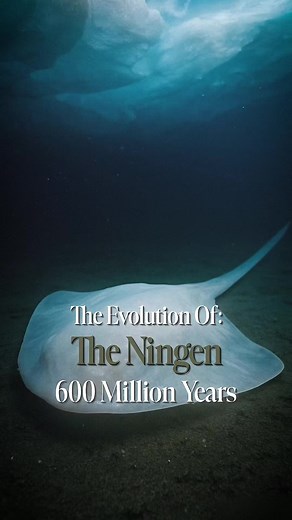 The Evolution Of The Ningen | Sea Creatures Part 2