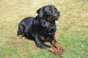 14 Things You Should Know about the Rottweiler - Your Dog Advisor