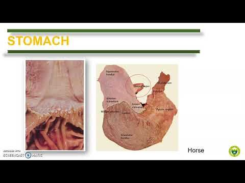 Comparative Anatomy (Digestive System part 2)