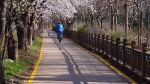 Mouse, Rodent, Mulot