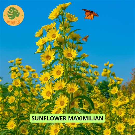 100 Sunflower MAXIMILIAN Seeds, Perennial Flower Seeds Plant for Home Garden - Etsy