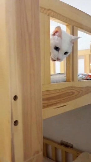 Cat Language Master 😸😸 ‎#Cat #cutecat #cats #catlover #fyp #fypシ #foryou #funny #catvideo #cutcat #foryoupage #funnyvideos #funnycat #funnyanimal #kitten | Funny Catt