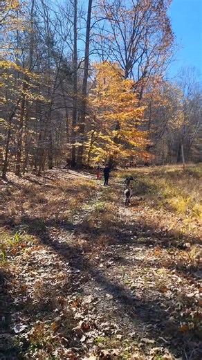 Goats! The animals I NEVER thought I needed! I'm dumb and didn't realize cashmere came from Cashmere goats! So once I found that out, of course I went down the rabbit hole of find Cashmere goats so I could harvest that fiber and make my own Cashmere yarn! During my research on goat care, I stumbled upon "pack goats"! And immediately I'm thinking, "Well, I hike a lot and may start climbing again, definitely don't like carrying all that stuff. Yea, I can train those".. So here we are now, two diff