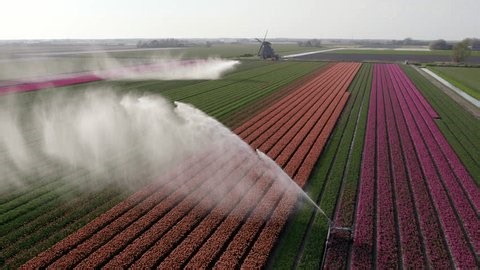 Aerial View Tulip Fields Windmill Sprinklers Stock Footage Video (100% Royalty-free) 3590994277 | Shutterstock