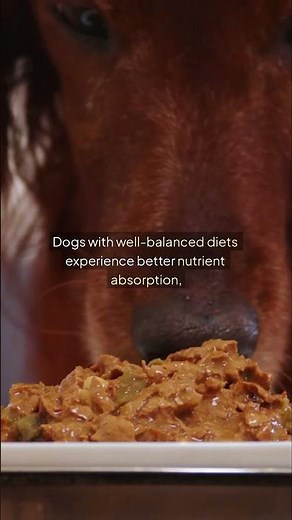 Best Dog Foods for Digestive Health 🐶🍽️