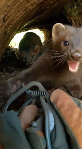 Hands Prying Spring Trap in a Tight Forest Den