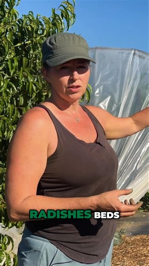 Grow MORE Food on LESS Land! Intensive Farming * Did you know you can harvest way more than you think from a small space? Karla Cox shares how intensive planting lets you grow multiple crops in the same bed, over and over again! How many times do you replant your garden each season? Let us know below! * Full video: "Finding Peace & Tranquility In Your Job with Small Scale Farming" Channel: Limitless Growth Co (@limitlessgrowthco) Guest: Karla Cox (@plottwistfarmsbc) * #LimitlessGrowth #GrowWithL