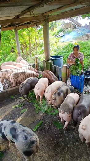 Traditional Village Pig Farm Experience #PigFarm #VillageLife #PigFarming