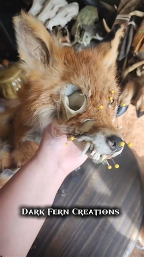 I started taxidermy at 30 yrs old. 💀🦊🌿 It's crazy how far things have come 🥰 Never give up yall ✨️ . . . . . . #cancer #lukemia #taxidermy #fox #taxidermyfox #skull #redfox #foxskull #sculpture #crystals #silverfox #moss #nature #earth #plants #life #death #witch #greyfox #foxtaxidermy #vultureculture #oddities #articulatedskeleton #life #cottagecore #darkcottagecore #mushrooms | Dark Fern Creations