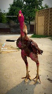 4.9K views · 167 reactions |  #Aseel  #AseelFighter  #AseelChampion  #AseelPower  #AseelRooster  #AseelFight  #AseelLover  #AseelWarrior  #AseelKing  #FighterRooster  #GameFowl  #RoosterFight  #StrongBloodline  #PakistaniAseel  #DesiMurgay  #ViralPost  #TrendingNow  #AnimalLover  #FarmLifeFun | Pure Aseel | Facebook