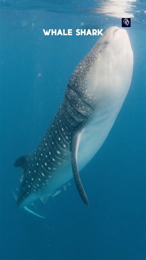 Why This Giant Fish Drinks the Ocean 😱