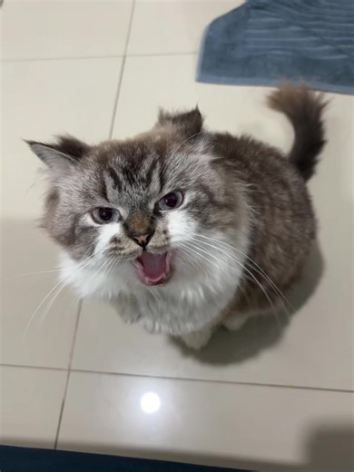 Charming Himalayan Cats: The Perfect Companions