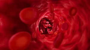 Red blood cells in artery. Infinitely looped animation. | Premium Stock Video Footage