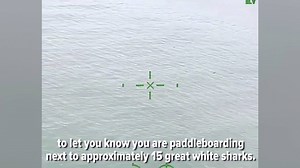 3.4K views · 56 reactions | Shark Fact of the week: Sharks have been here for more than 400 million years preserving our marine ecosystems. We need to CO-EXIST with sharks. Here is one example in action | Shark Guardian | Facebook