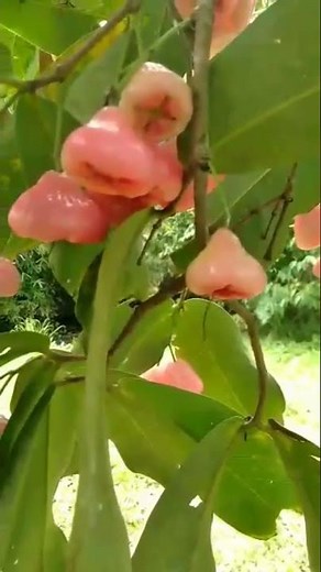 MACOPA or TAMBIS Watery Apple fruit trees in Philippines #shorts